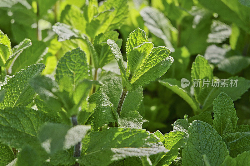 香膏的特写，玛丽莎Officinalis -香草花园